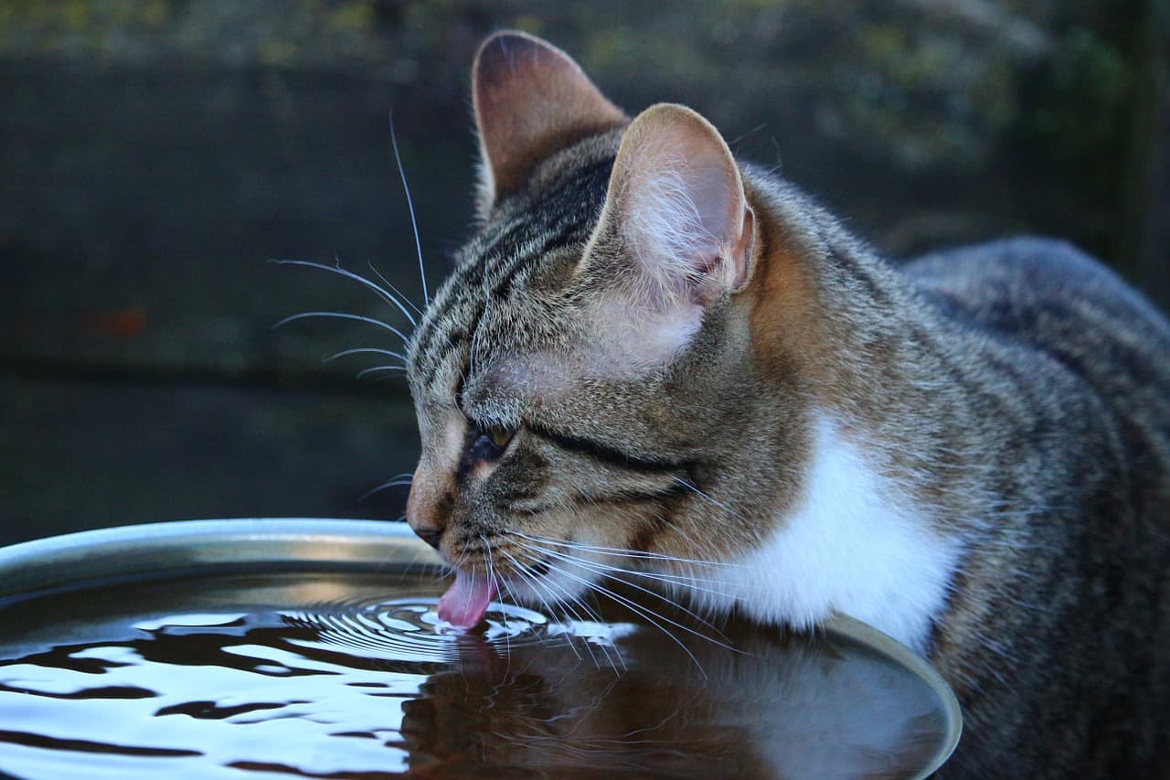 Battery powered 2024 cat water fountain