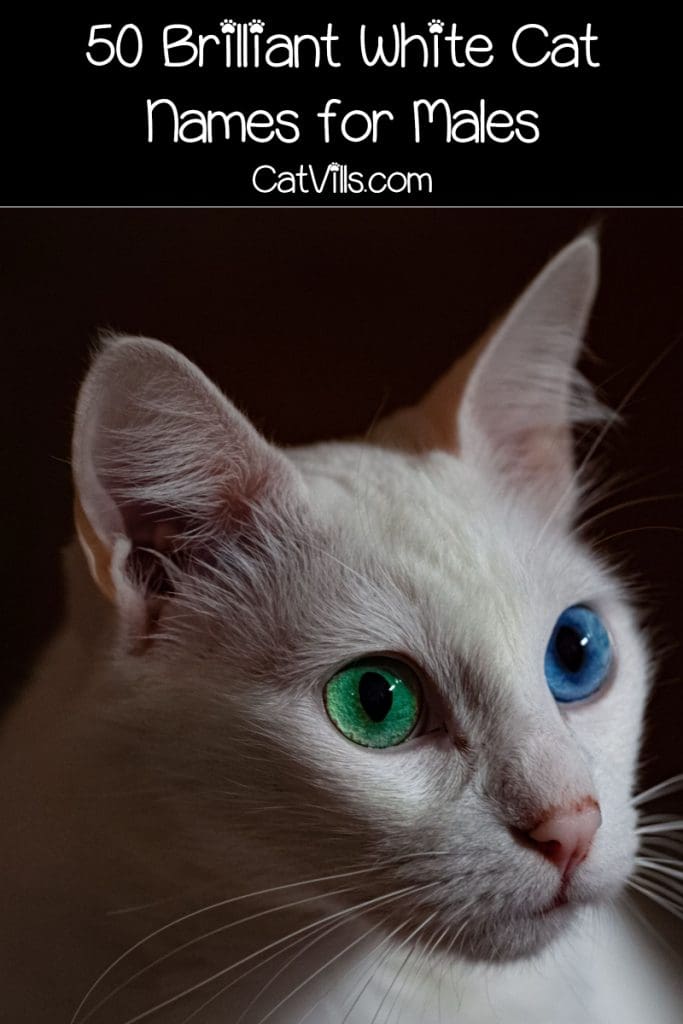 Looking for white cat names that are as brilliant as your new kitty? We’ve got you covered! Check out 50 fantastic ideas for female cats, then read on for male ideas!