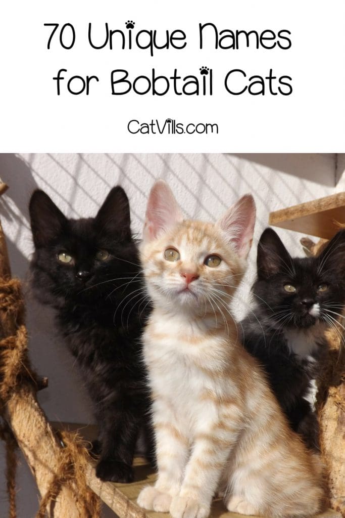 If you're searching for the best male and female names for bobtail cats, we've got you covered! Check out 70 darling ideas!