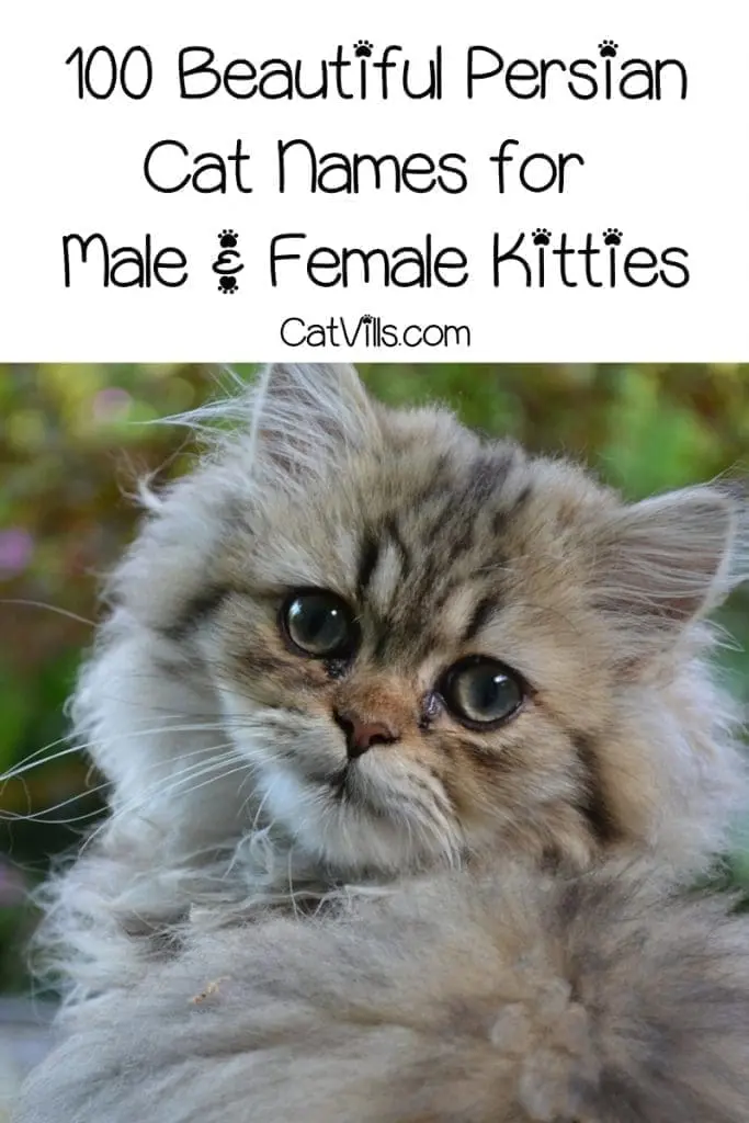 If you're looking for the best Persian cat names for your kitty, you're going to love our list. Check out 100 ideas for males & females!