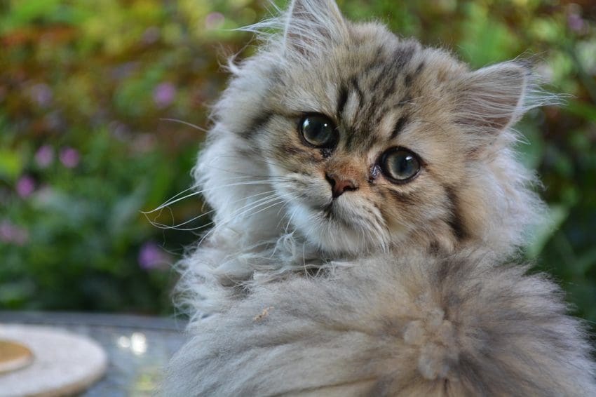 If you're looking for the best Persian cat names for your kitty, you're going to love our list. Check out 100 ideas for males & females!