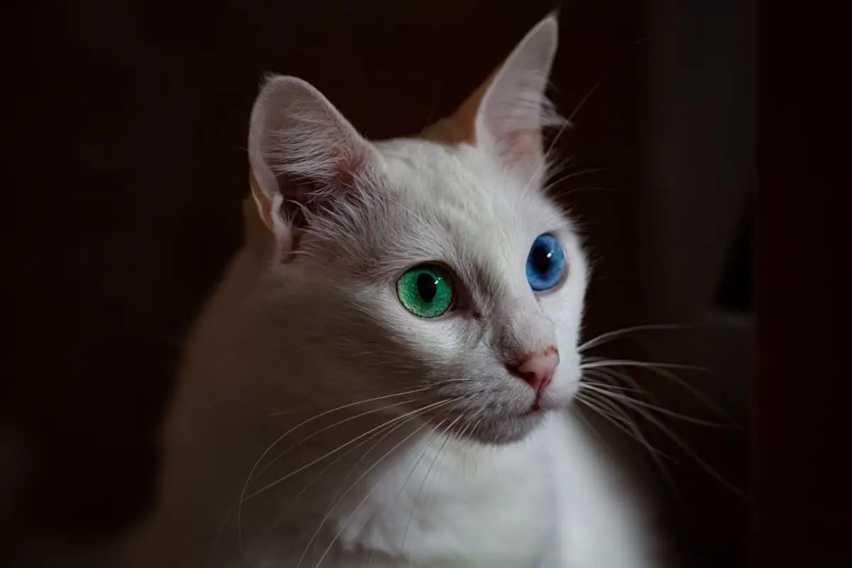 100 Brilliant White Cat  Names for Male Female Kitties
