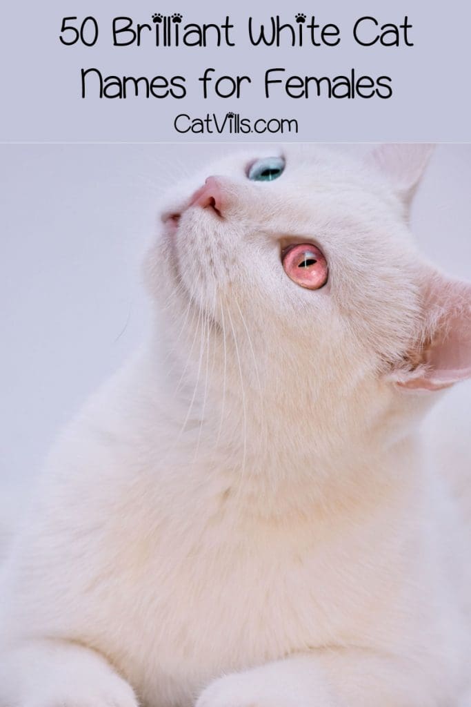 100-brilliant-white-cat-names-for-male-female-kitties