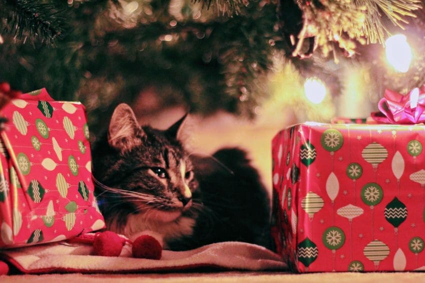 10 Adorable Christmas Names for Cats This Holiday