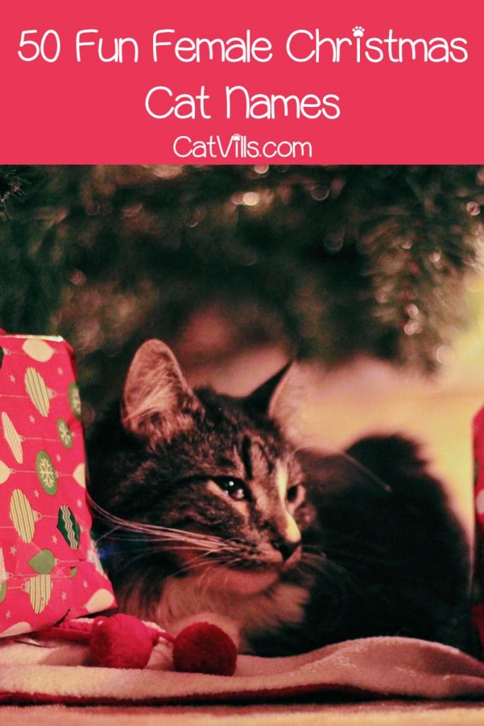 If you’re looking for the perfect Christmas cat names for your winter-born kitty, you’re in luck! Check out 100 ideas, with 50 each for males & females!