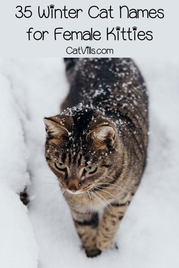 Looking for the best winter cat names for your newest feline friend? We’ve got you covered! Check out 35 that we love for girls, then keep reading for boy names, too!