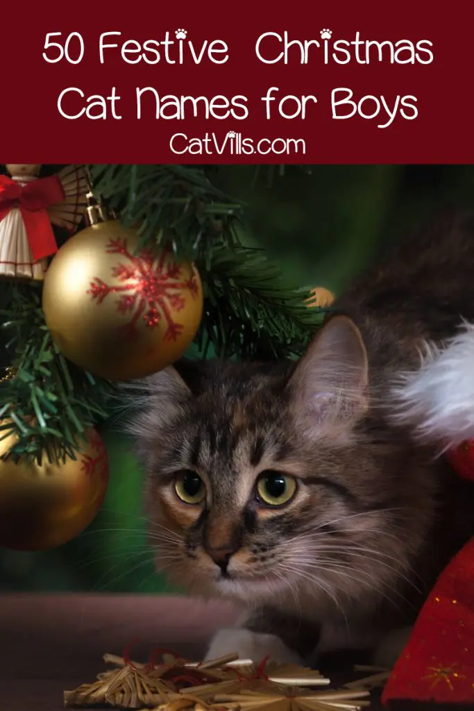 If you’re looking for the perfect Christmas cat names for your winter-born kitty, you’re in luck! Check out 100 ideas, with 50 each for males & females!