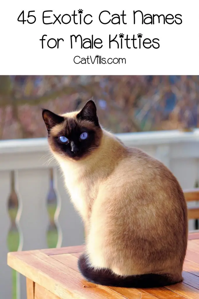 Tired of the same old boring ideas for kitty monikers? Check out 45 of the most beautifully exotic cat names for males!