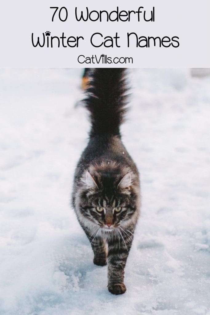 Looking for the best winter cat names for your newest feline friend? We’ve got you covered! Check out 70 that we adore for both males and females!