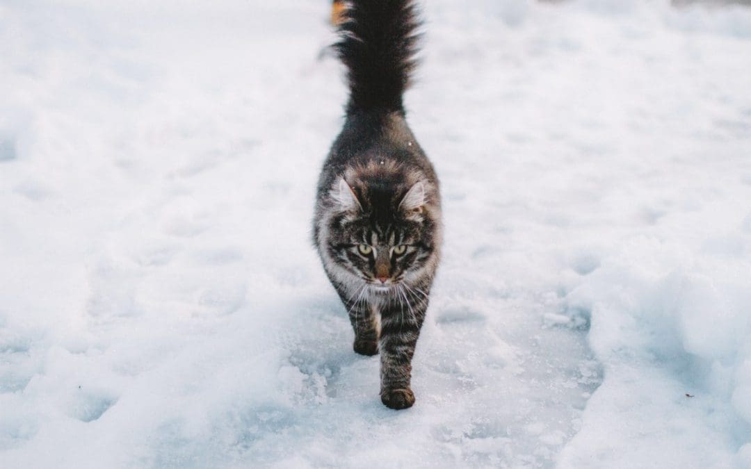 70 Wonderful Winter Cat Names for Boys & Girls