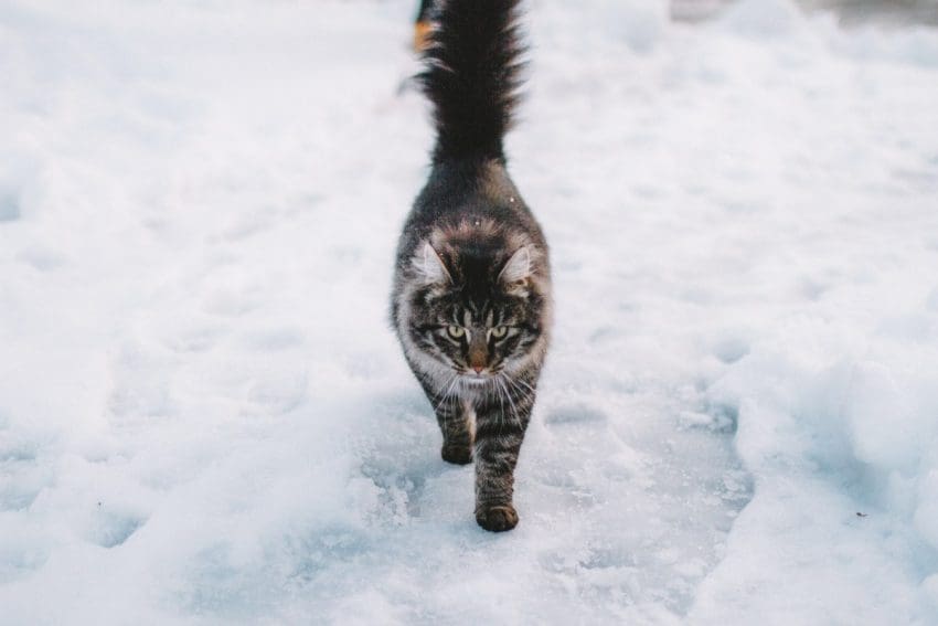 Looking for the best winter cat names for your newest feline friend? We’ve got you covered! Check out 70 that we adore for both males and females!