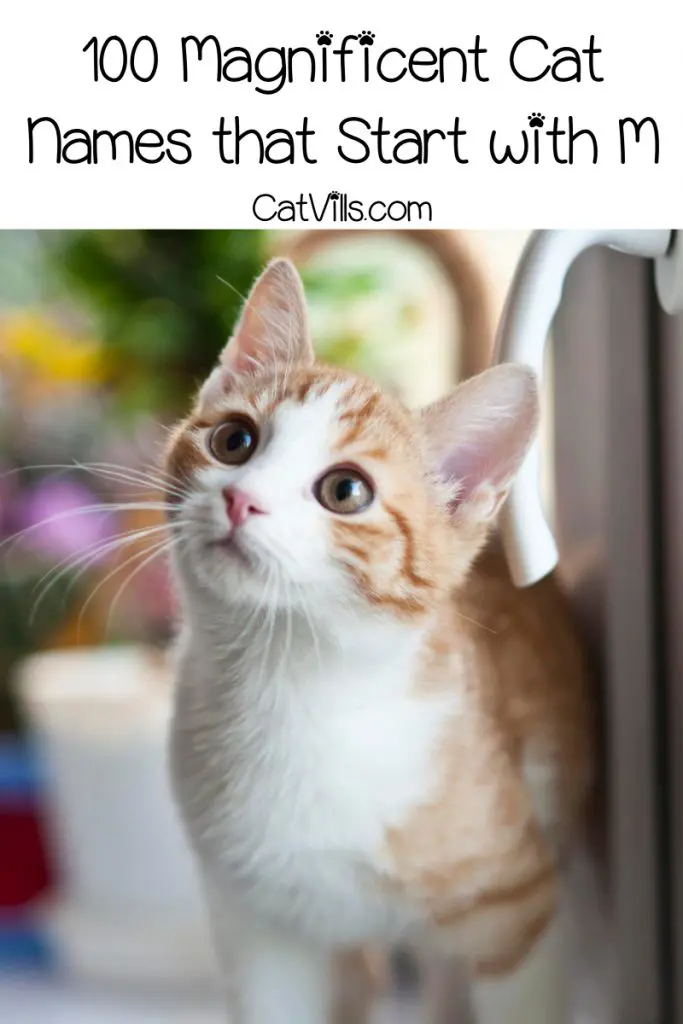 If you're having a hard time choosing a moniker for your kitty, why not go with cat names that start with M? Check out 100 that we love!