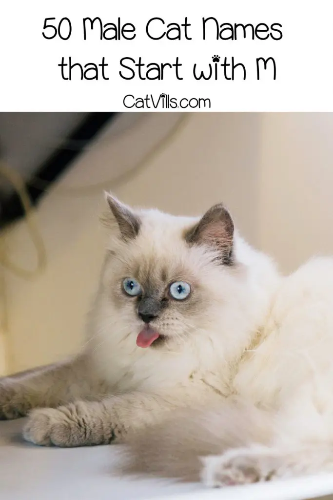 100 Magnificent Cat Names that Start with M