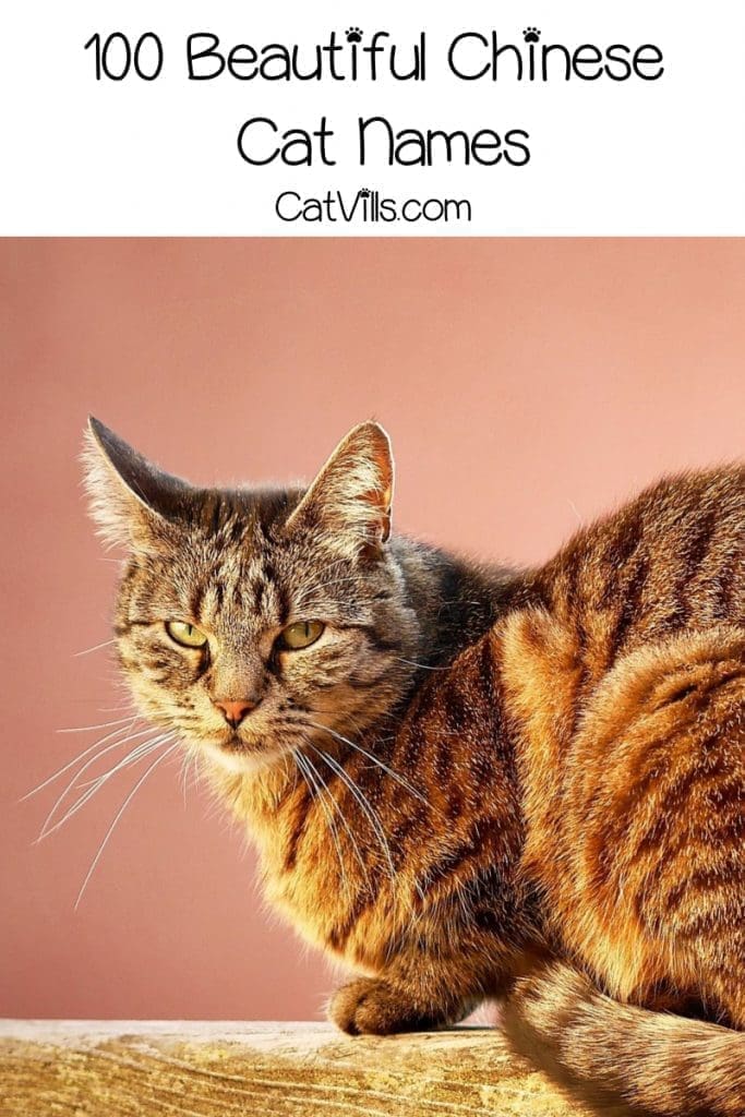 100 Exceptional Chinese Cat Names for Your New Kitten