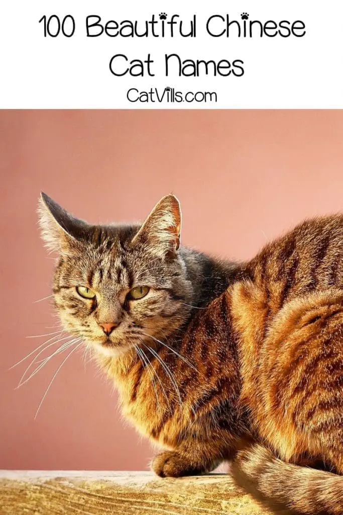 100 Exceptional Chinese Cat Names For Your New Kitten