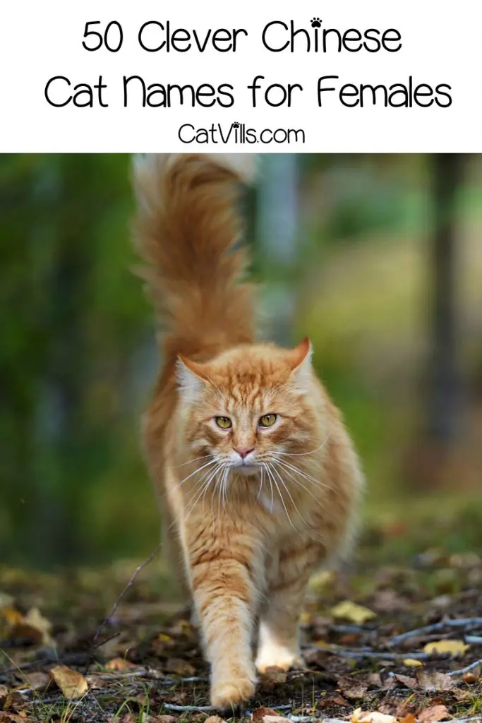 100 Exceptional Chinese Cat Names For Your New Kitten