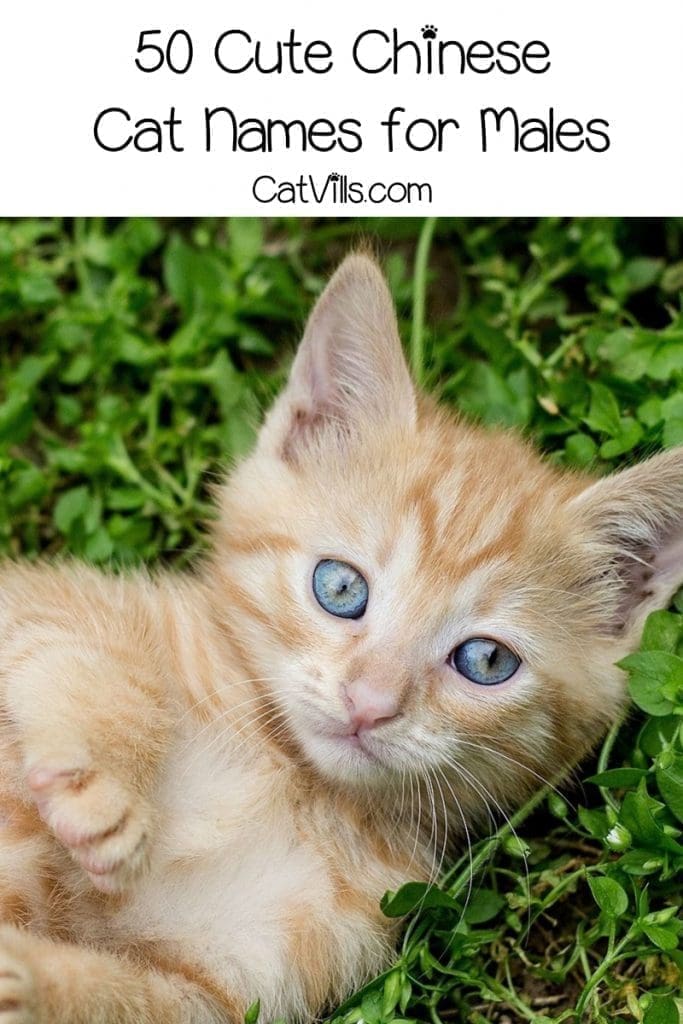 Looking for some of the most beautiful and meaningful Chinese cat name for male & female kittens? Check out 100 that we love for boys and girls!