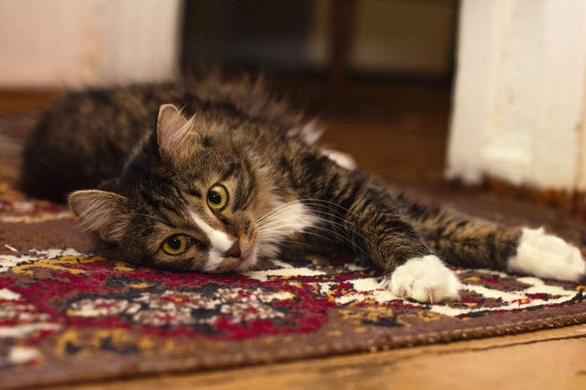 Knowing how to replace carpet on a cat tree can significantly expand the life of your kitty's favorite jungle gym. Read on for tips & tutorials!