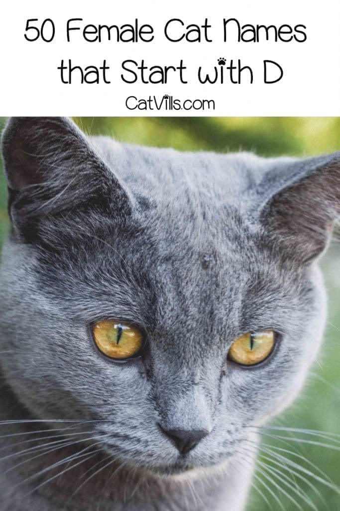 Get ready for some of the most darling cat names that start with D! We rounded up 50 of our favorites for female felines. Check them out!