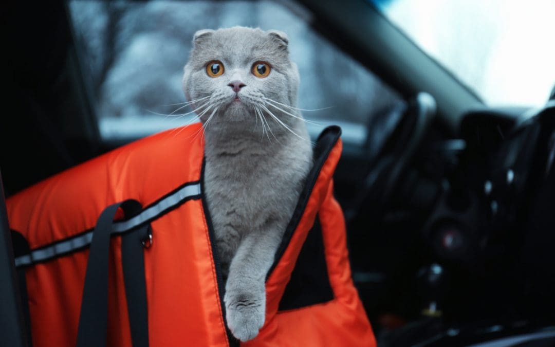 5 Best Cat Carriers for Stress-Free Travel: Safe and Secure
