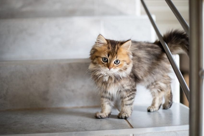 100 Charming and Creative Cat Names that Start with C