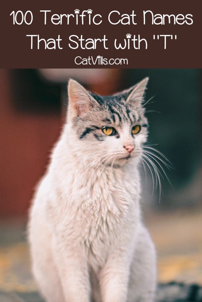 100 Terrific Cat Names That Start With T