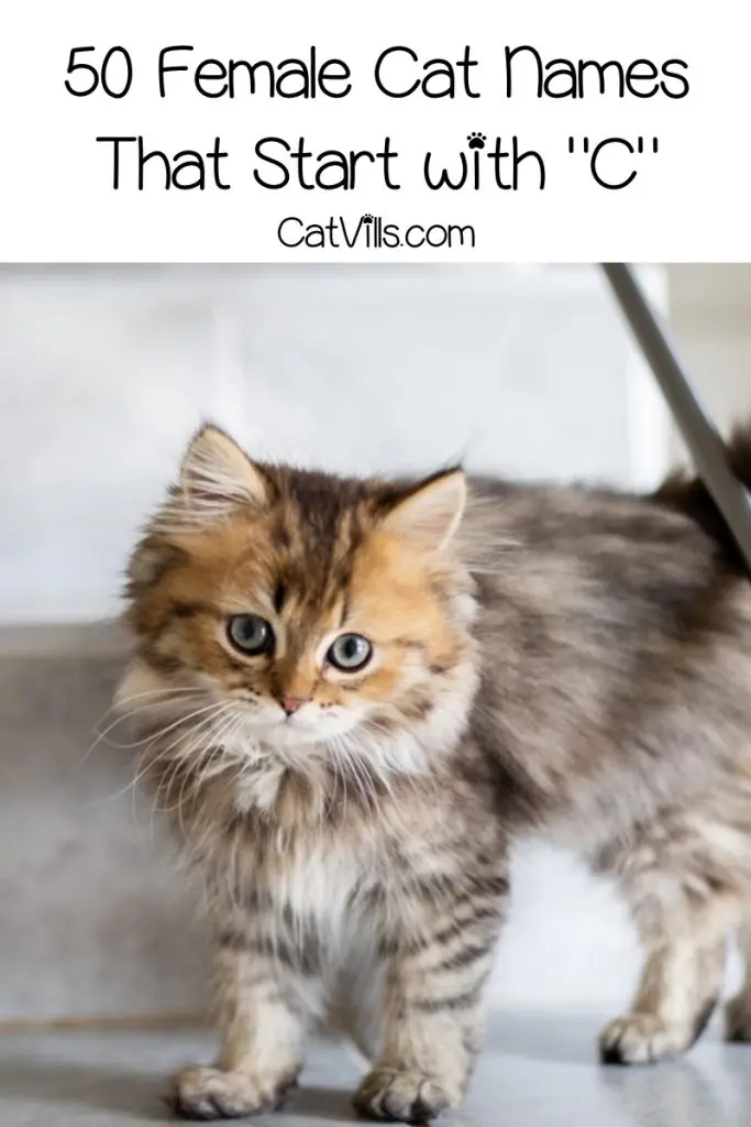 Get ready for some super cute cat names that start with C! We've chosen our top 100 favorites, with 50 each for males and females. Take a look!