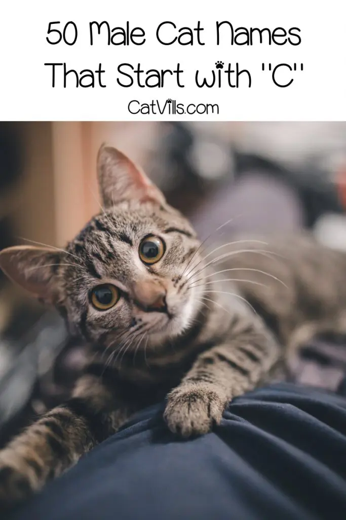 Get ready for some super cute cat names that start with C! We've chosen our top 100 favorites, with 50 each for males and females. Take a look!