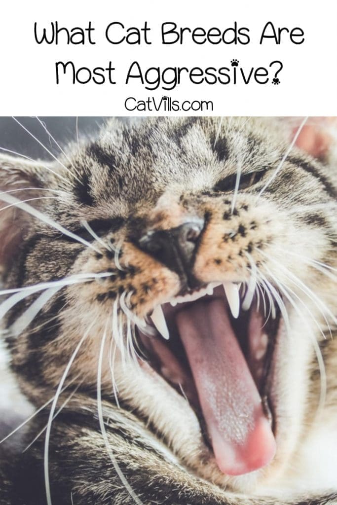 “What are the most aggressive cat breeds?” While every kitty has his own unique personality, these are the 7 that tend to be the “meanest.”