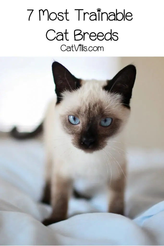 Are you looking for the most trainable cat breeds to teach cool tricks to that will impress family and friends? Check out these 7 smart felines!