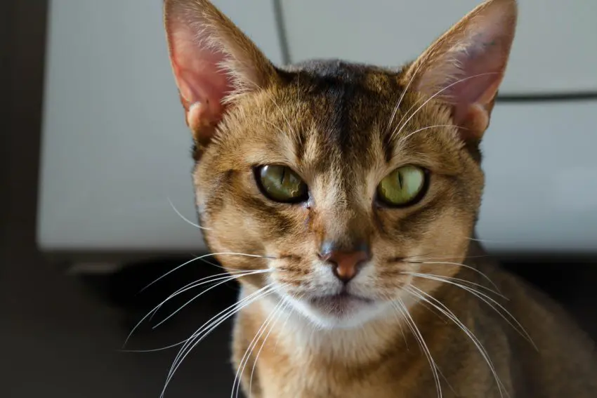 Are you looking for the most trainable cat breeds to teach cool tricks to that will impress family and friends? Check out these 7 smart felines!