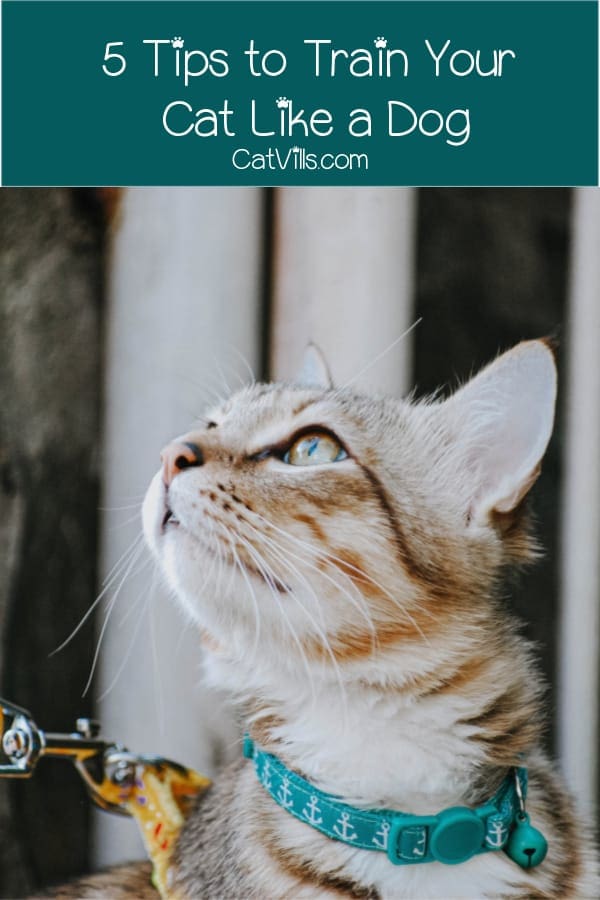 Is it possible to train you cat like a dog? That depends! Find out on what, plus check out our top five tips to help make it easier.