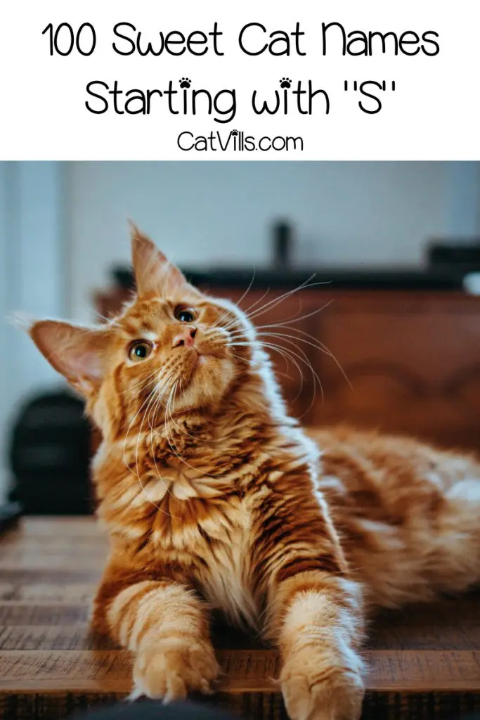 cat-names-that-start-with-s-match-your-feline-with-a-perfect-moniker