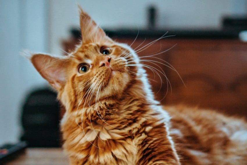 100 Sweet Cat Names That Start with S