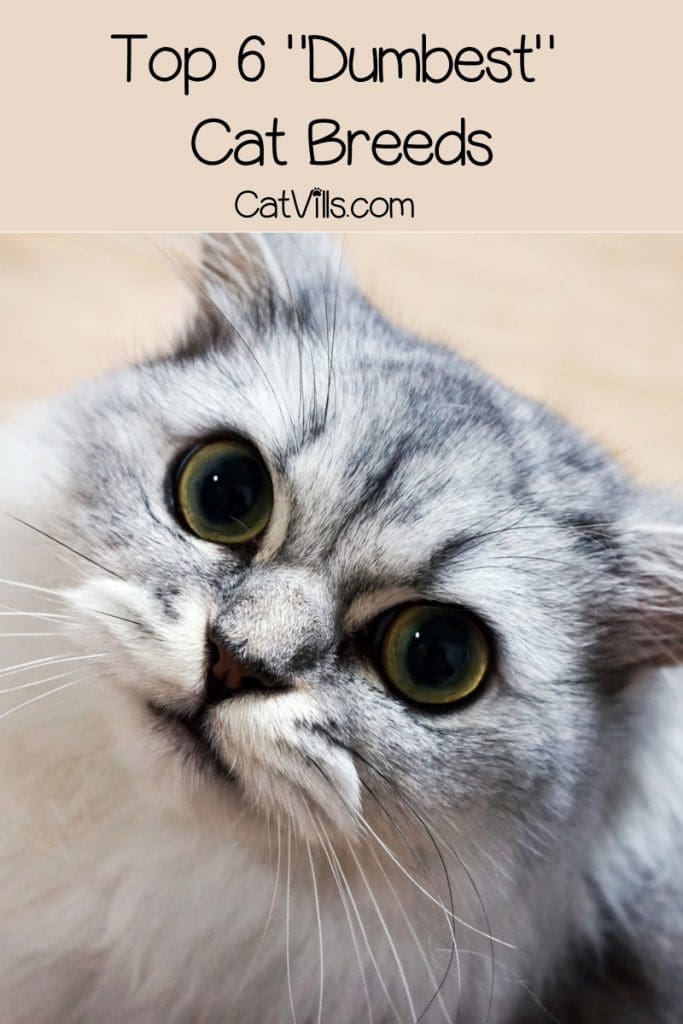 meet-the-dumbest-cat-breeds-that-will-steal-your-heart