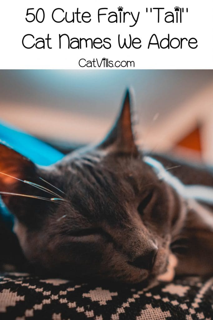 Whether you're looking for Fairy Tail cat names inspired by the anime or fairy tale names from your favorite stories, we've got you covered! Check them out!