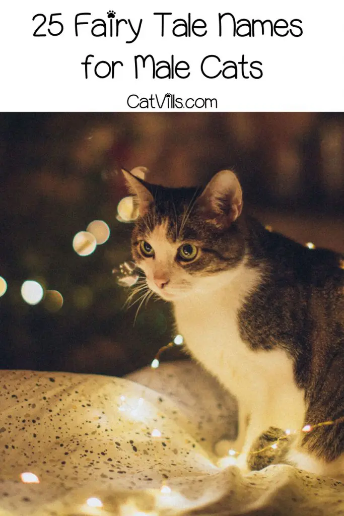 50 Adorable "Fairy Tail" Cat Names (Pun Intended!) - CatVills