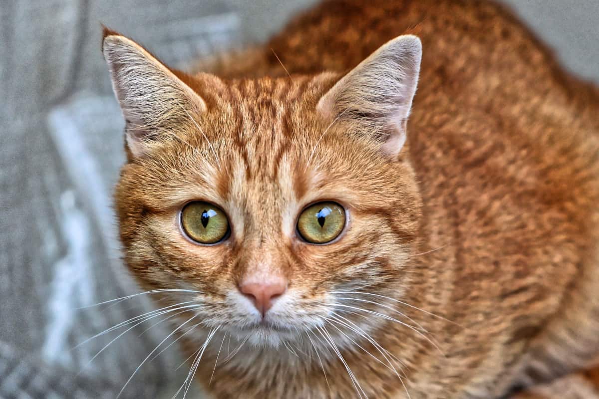 Native American Cat Names Male