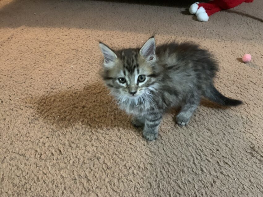 Cats land on Their Feet