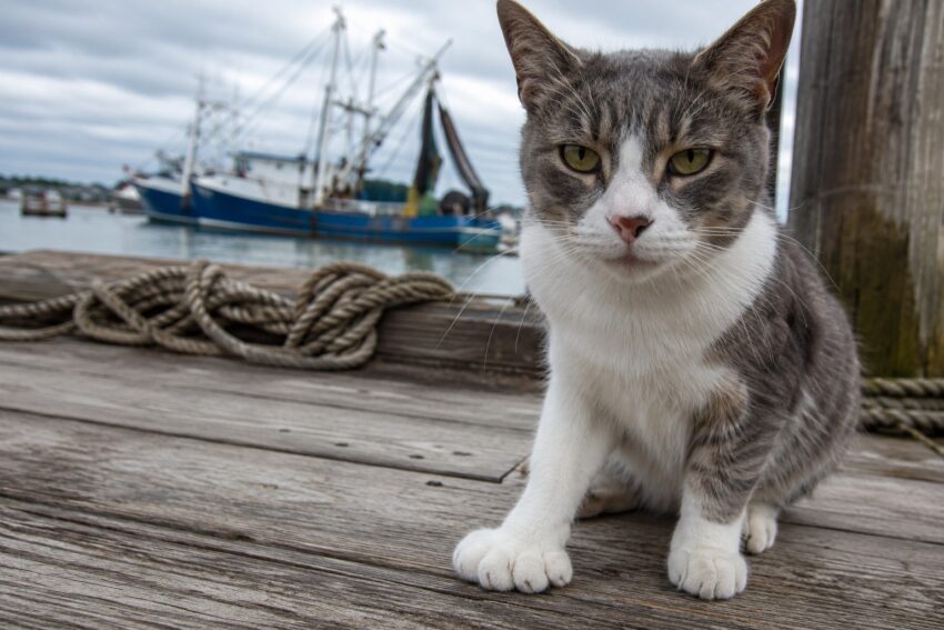Polydactyl Cats Were Lucky Shipmates