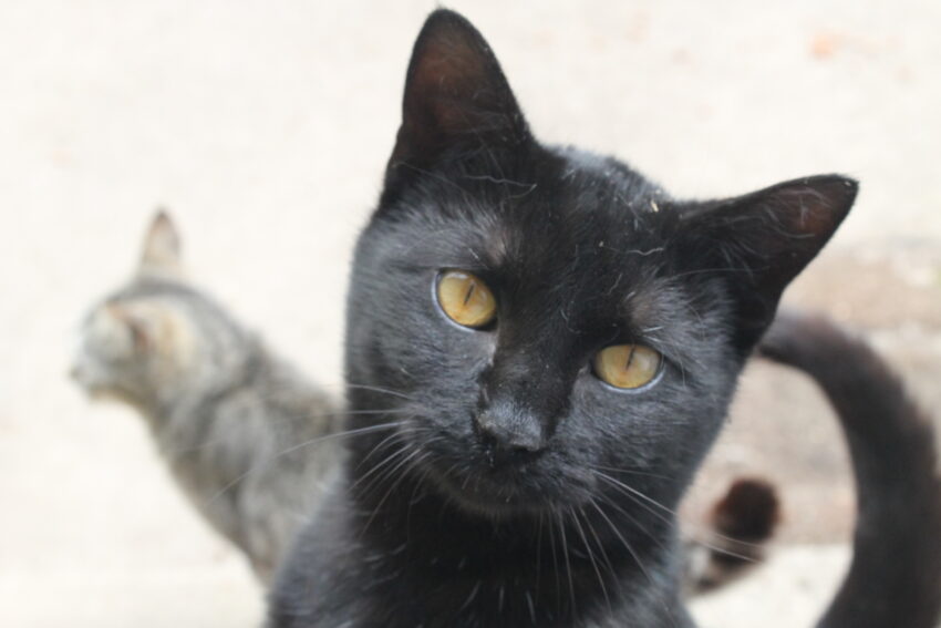 black cat superstitions