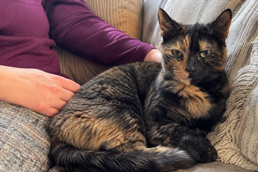 Tortoiseshell Cats Can Bring Luck in Love
