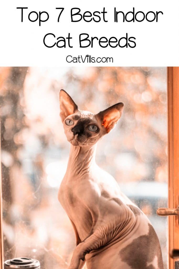 Are you wondering what the best indoor cats are? Check out 7 breeds that absolutely thrive in an indoor environment, including apartments!