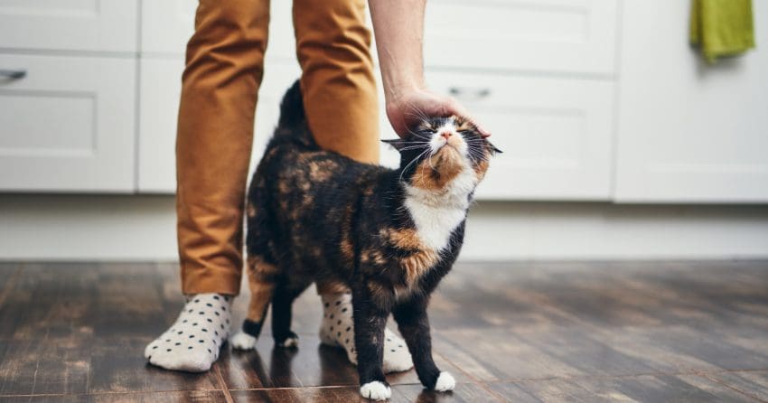 So, your cat is obsessed with you almost a much as you're obsessed with him, and you want to know why. Read on for 9 reasons!