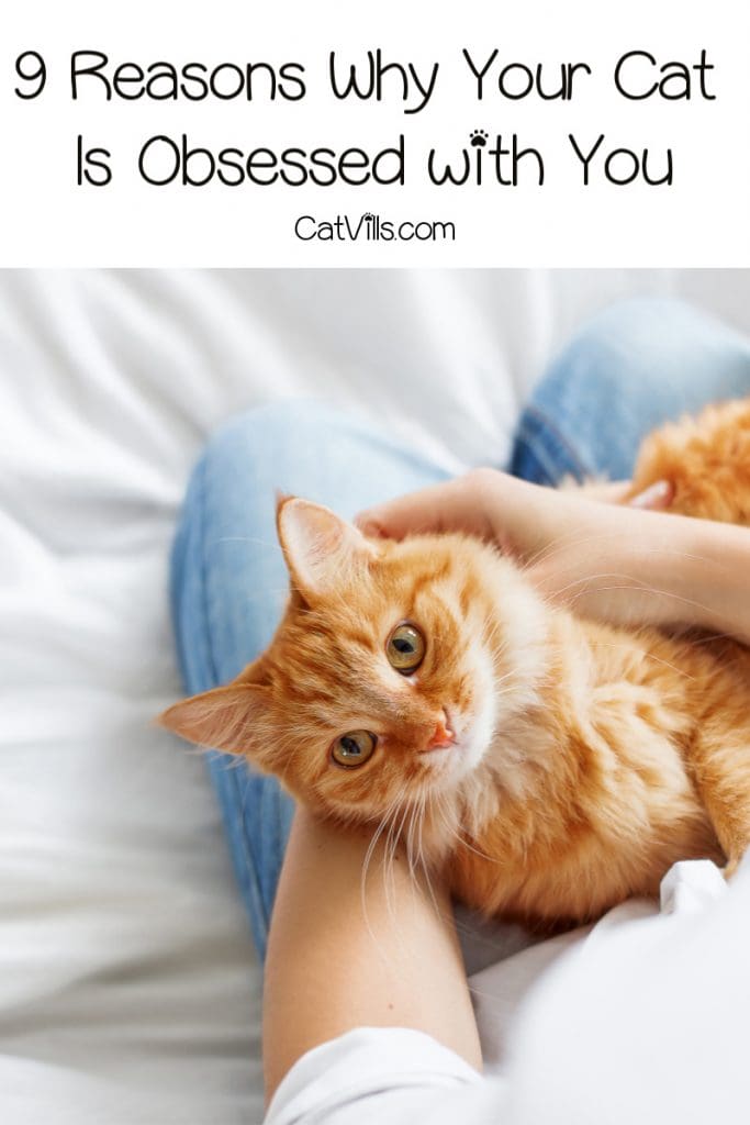 So, your cat is obsessed with you almost a much as you're obsessed with him, and you want to know why. Read on for 9 reasons!