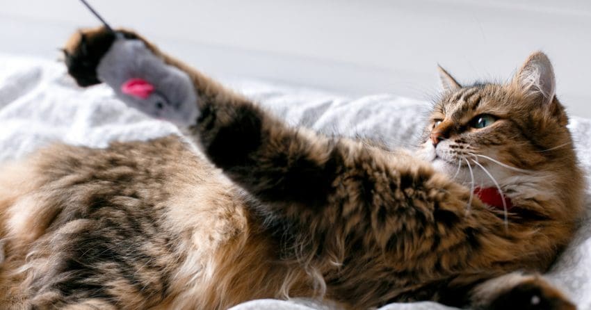 So, your cat wants to play all the time (like, literally, ALL the time) and you're running out of games to play. Read on to find out why he's so active!