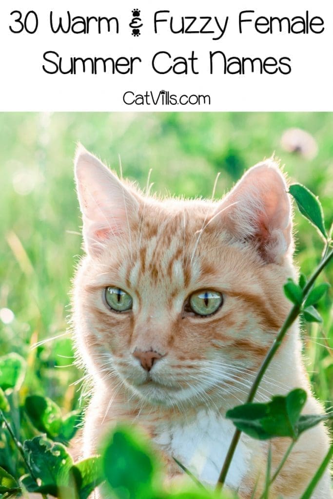 These 30 female summer cat names will definitely give you all the warm and fuzzy feels! Check them out and find your new kitten's perfect moniker!
