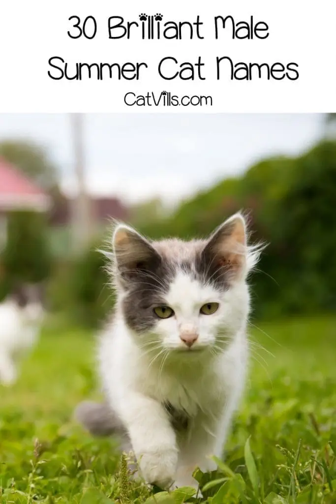 These 30 male summer cat names will definitely give you all the warm and fuzzy feels! Check them out and find your new kitten's perfect moniker!
