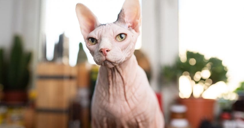 Have you ever heard about the Mexican cat breed, also known as Mexican Hairless cat? No? You’re not alone! Read on about this rare kitty!