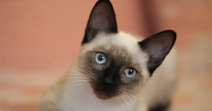 If you're searching for some of the most beautiful Siamese cat names, stick around! We're sharing our top 50 favorites! Take a look!